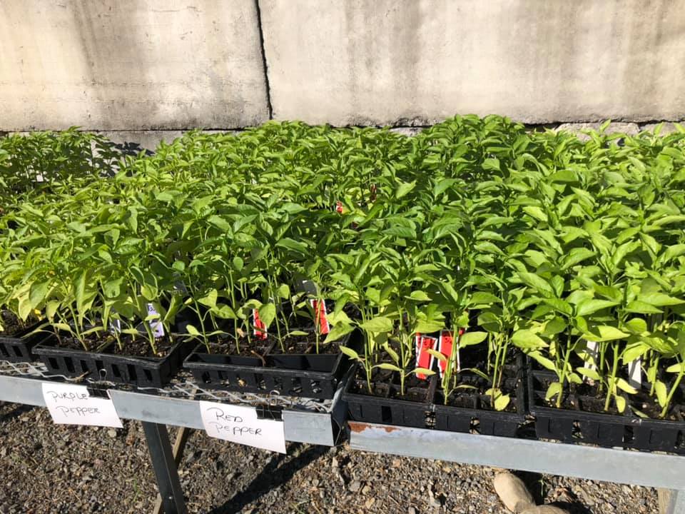 A row of potted plants sitting on top of a table.