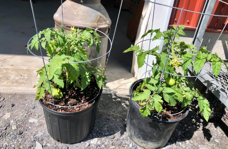 Two potted tomato plants are sitting next to each other on the sidewalk.