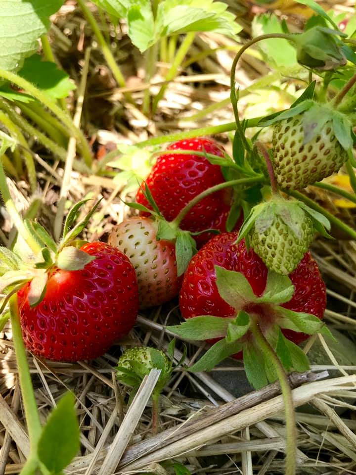 A bunch of strawberries are growing on a plant.