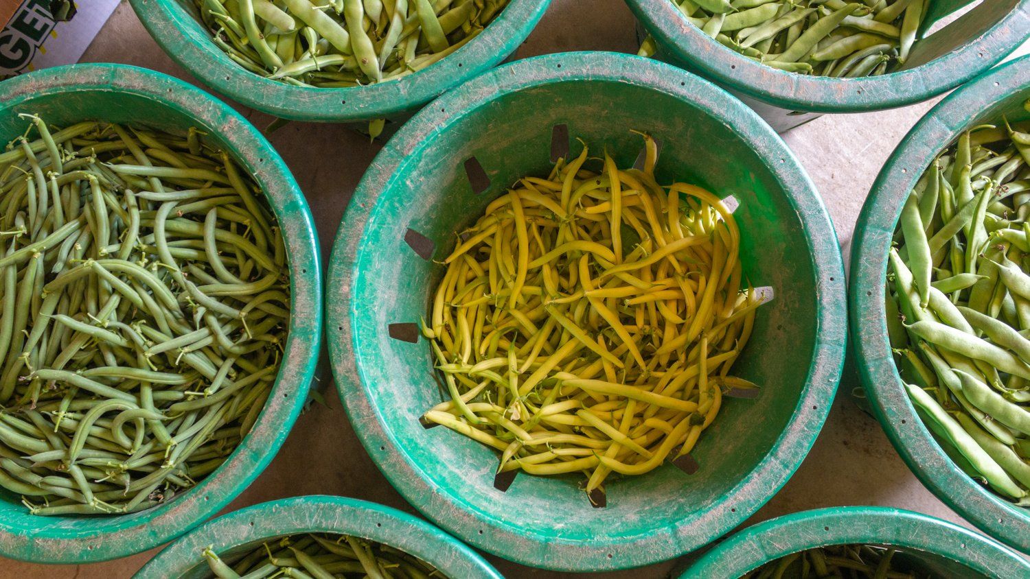 There are many different types of green beans in the bowls.