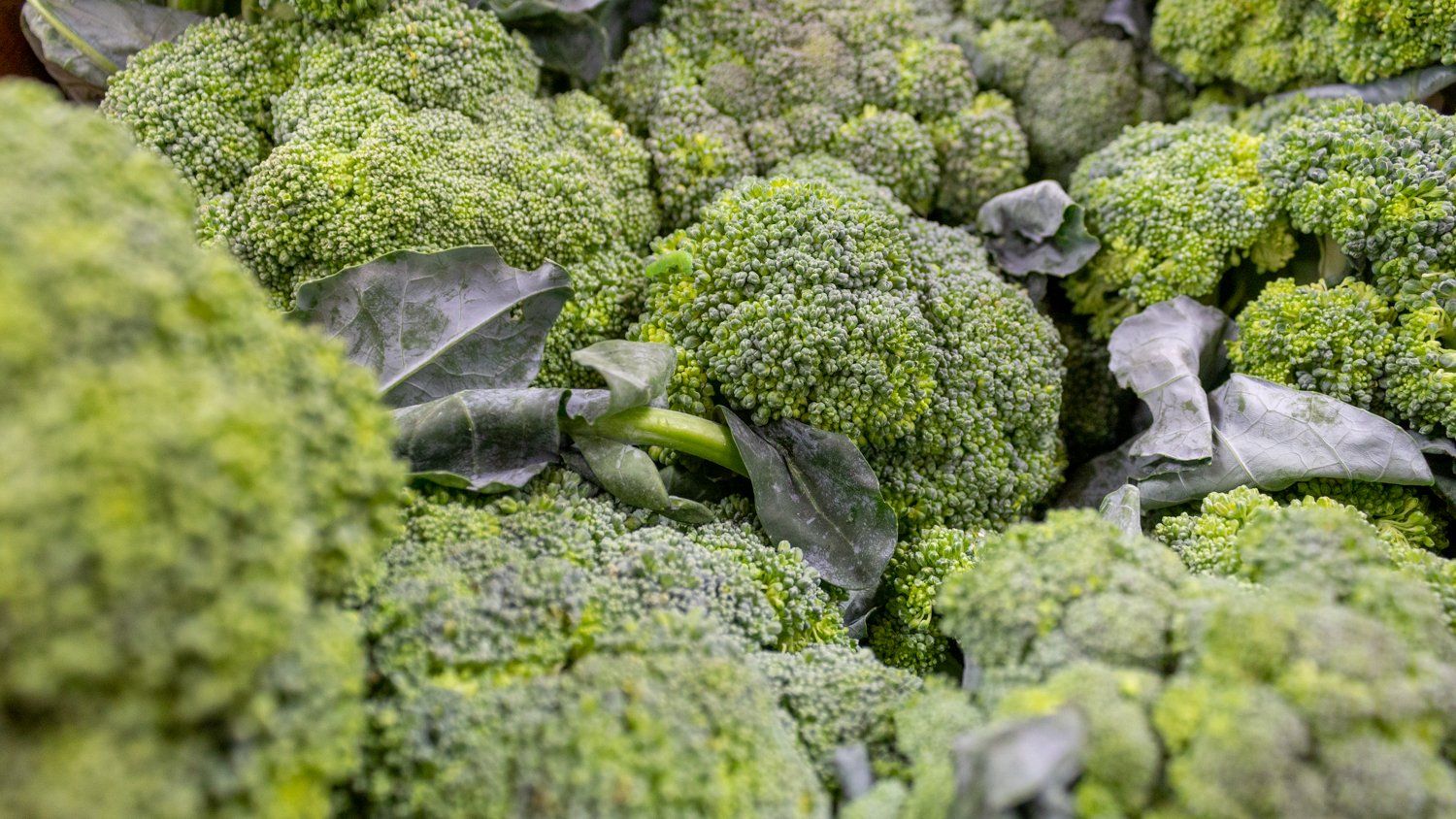 A bunch of broccoli is sitting on top of each other on a table.