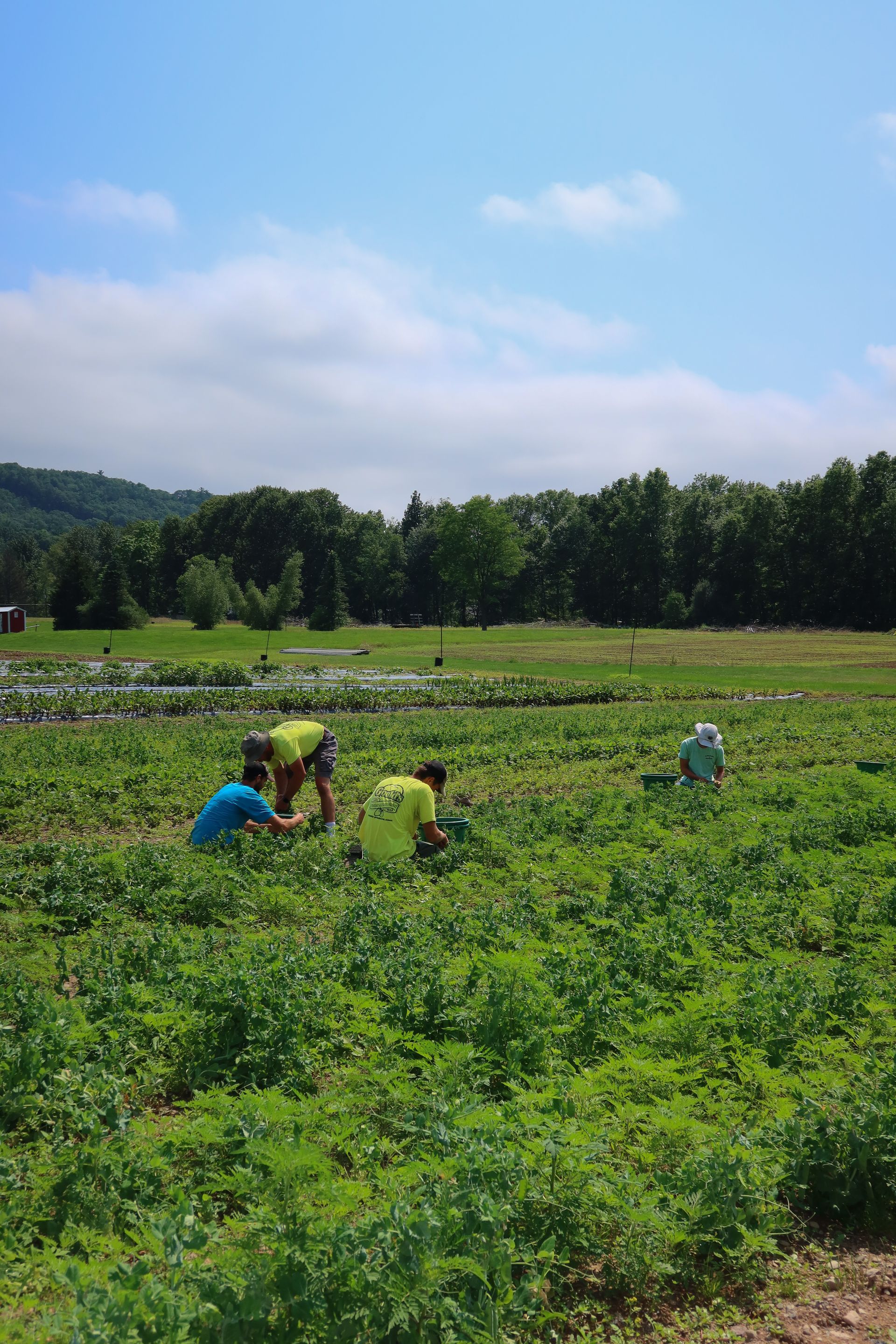 A group of people are picking potatoes in a field.