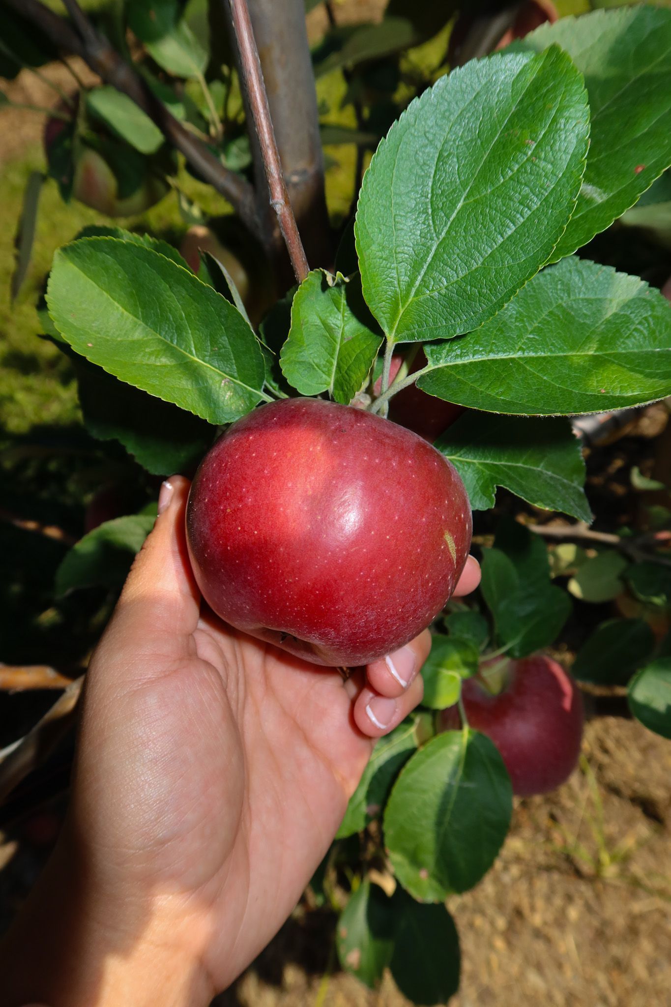 There are many different types of green beans in the bowls.