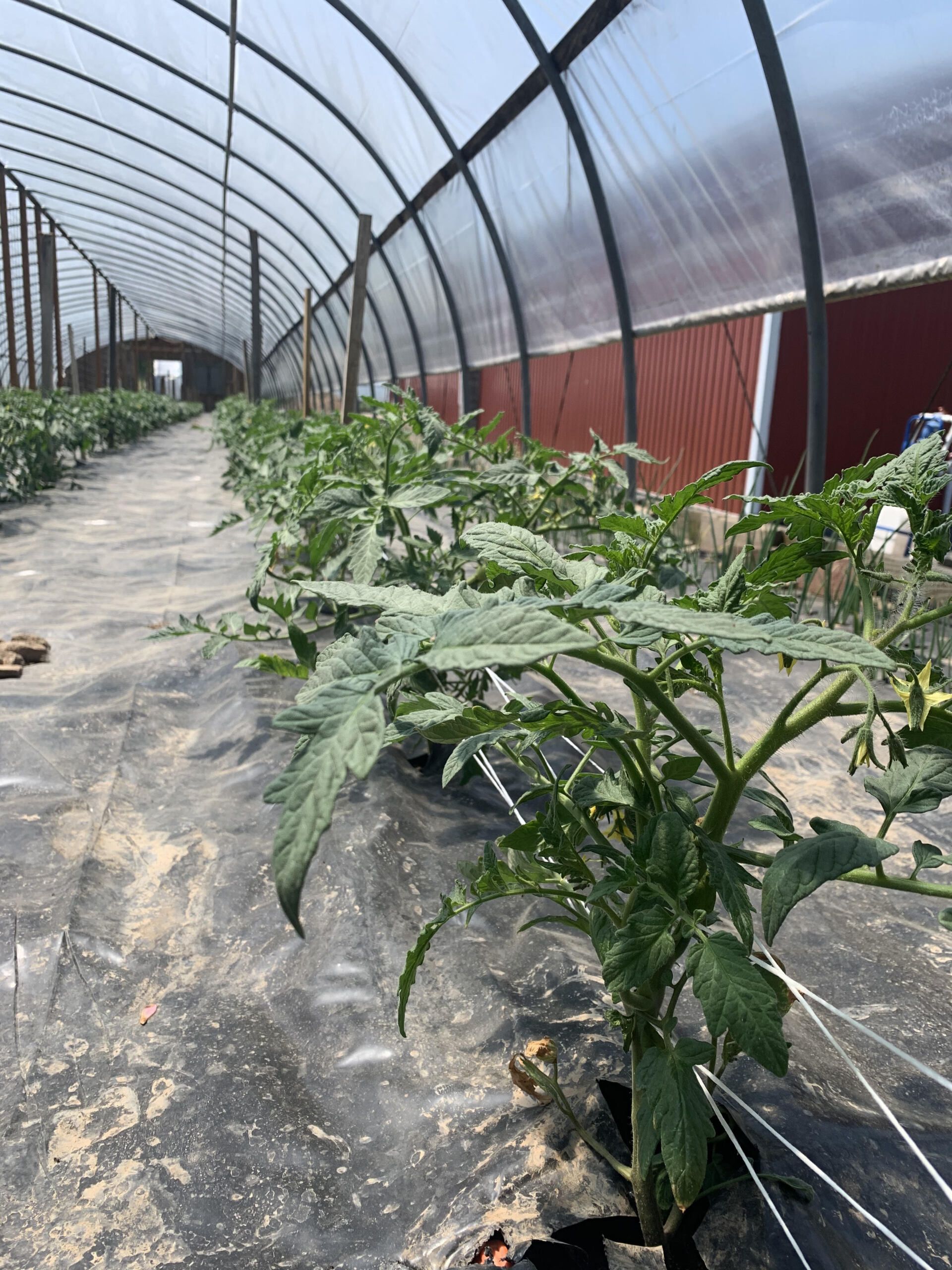 A greenhouse filled with lots of tomato plants growing in it.
