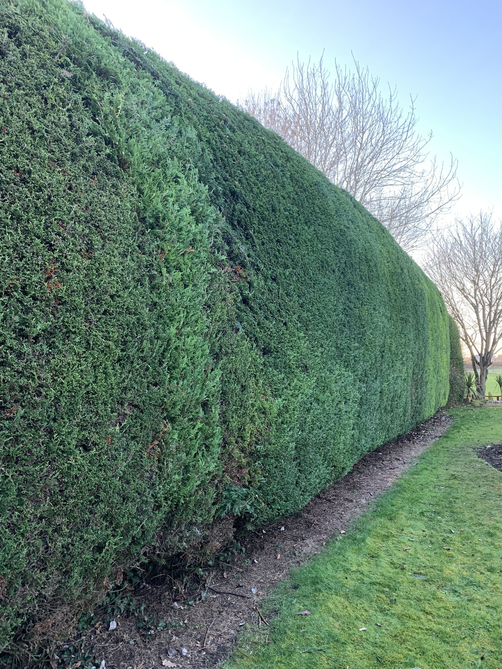 Hedge & Shrub Maintenance