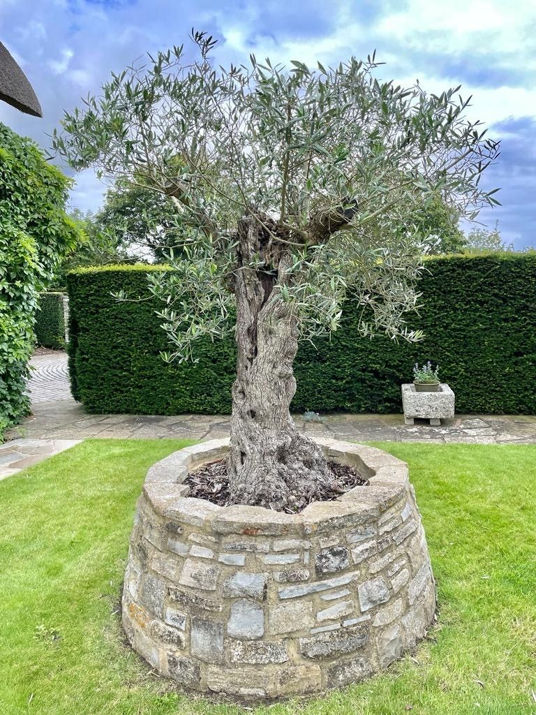 A large olive tree in a stone planter in a garden.