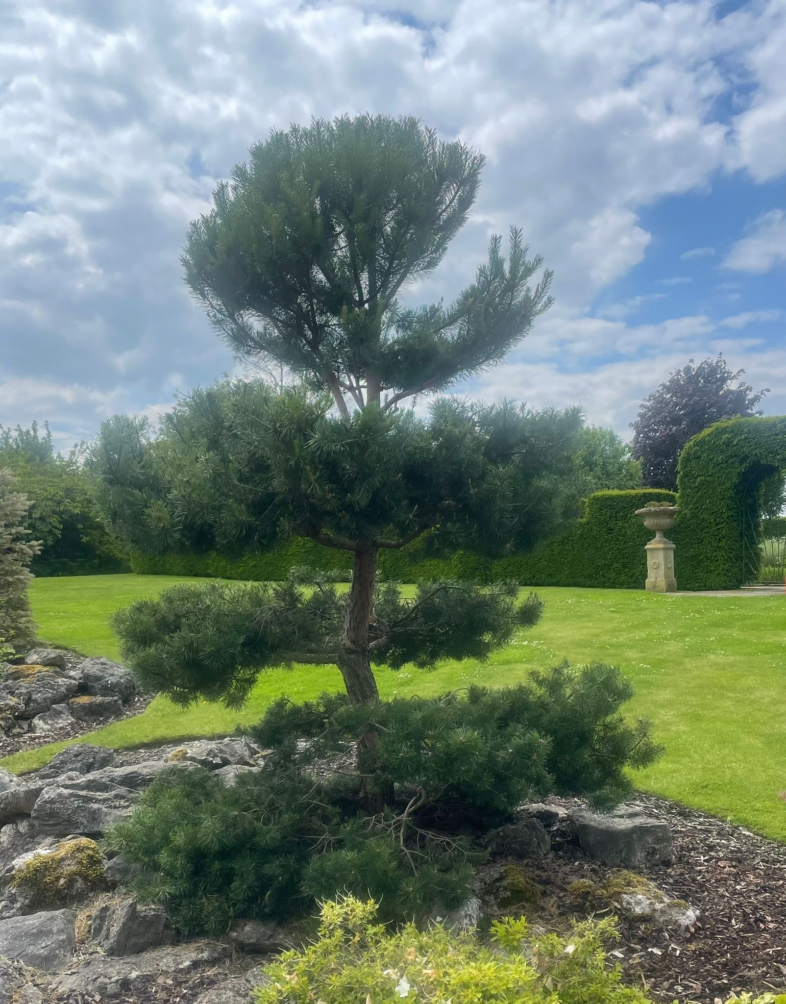 Expert Commercial Tree Pruning & Care