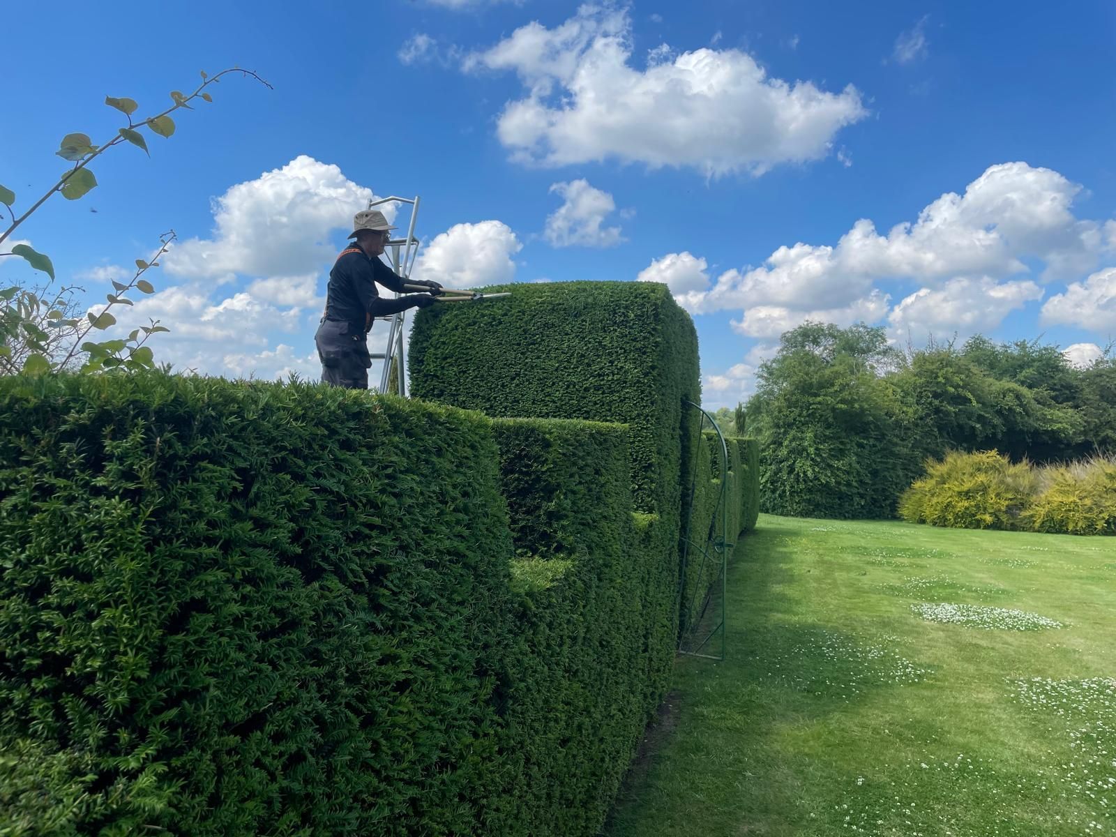 Hedge Cutting