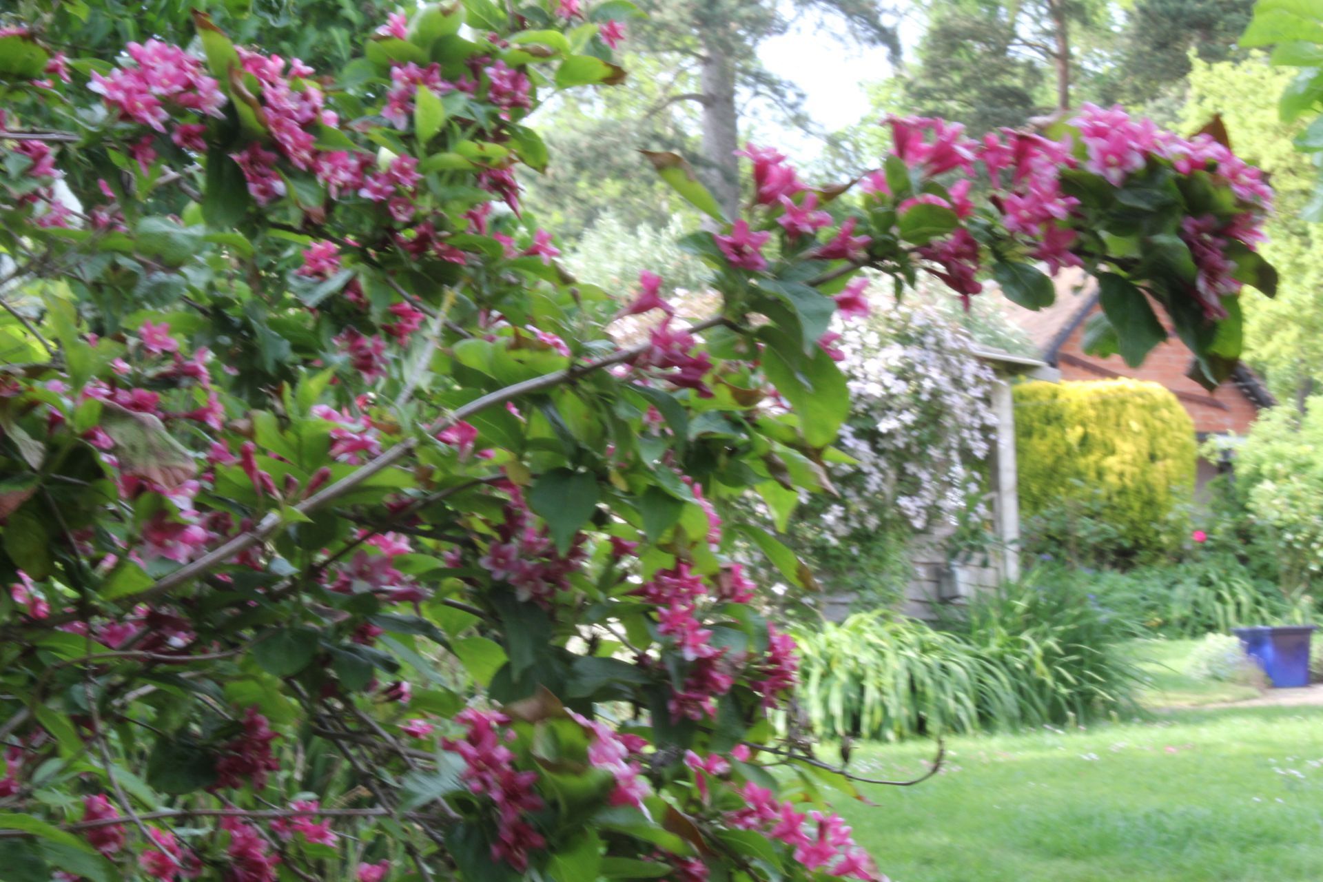 Special Care for Ornamental Plants