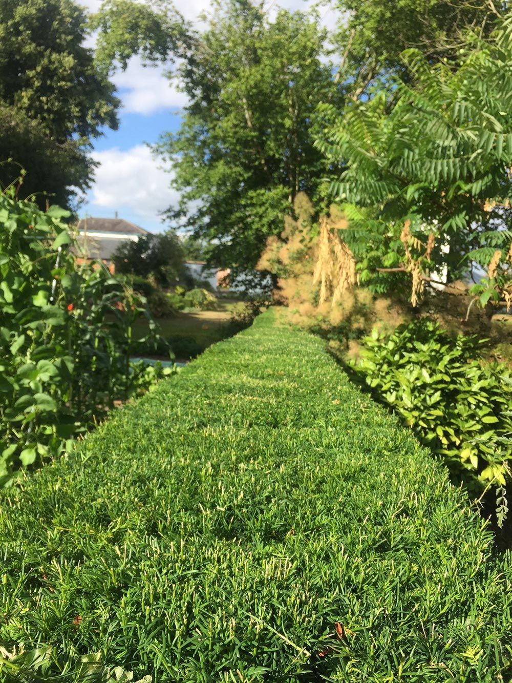 A lush green field of grass surrounded by trees on a sunny day.