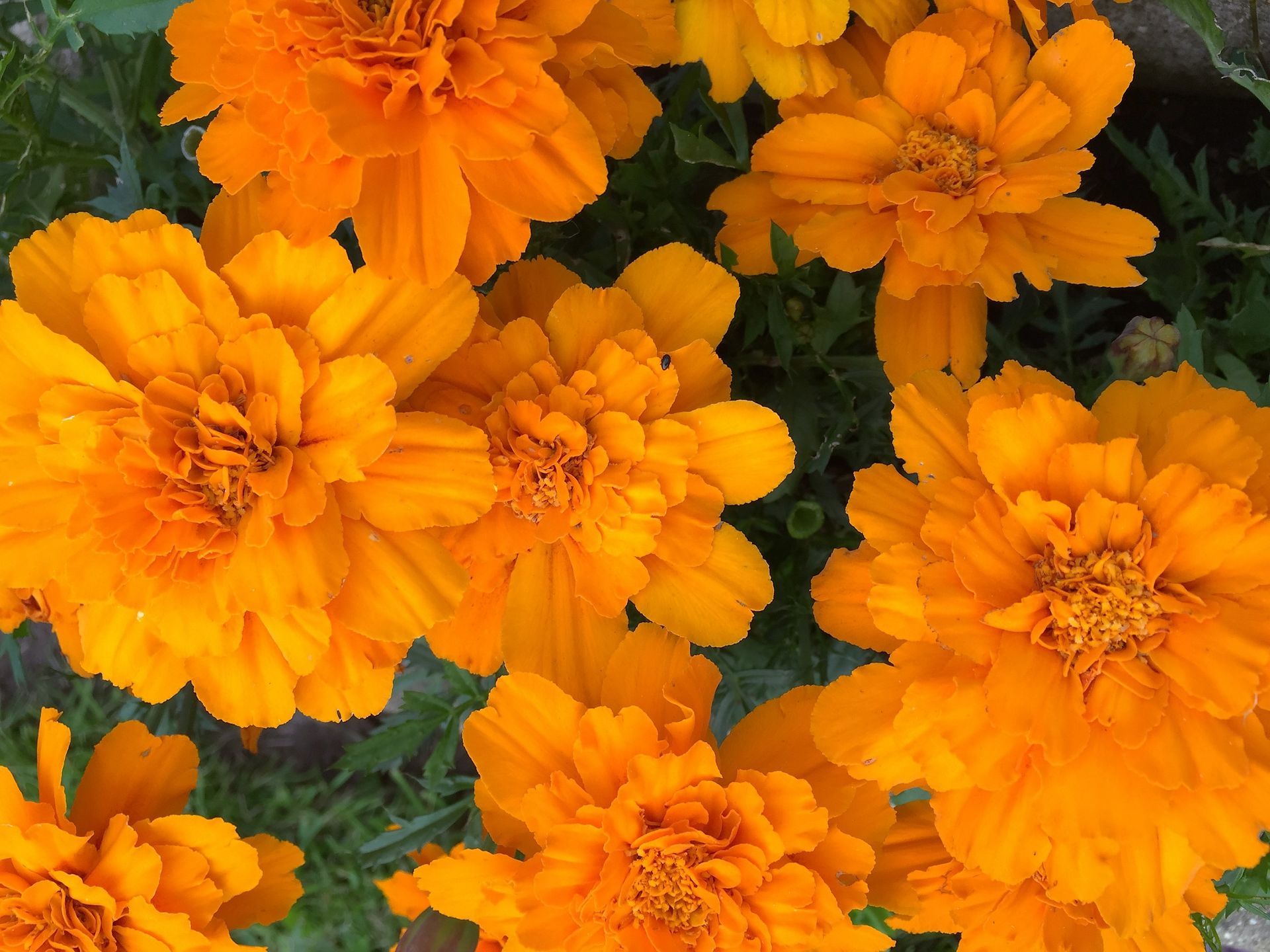 A bunch of orange flowers are growing in the grass.
