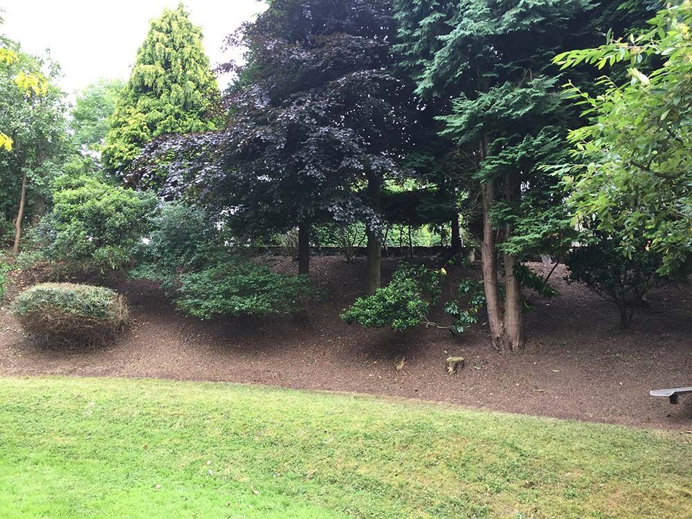 Tree and Shrub Pruning