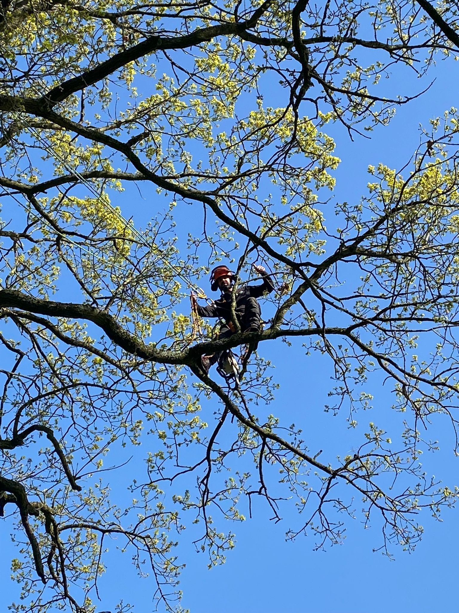 Expert Commercial Tree Pruning & Care