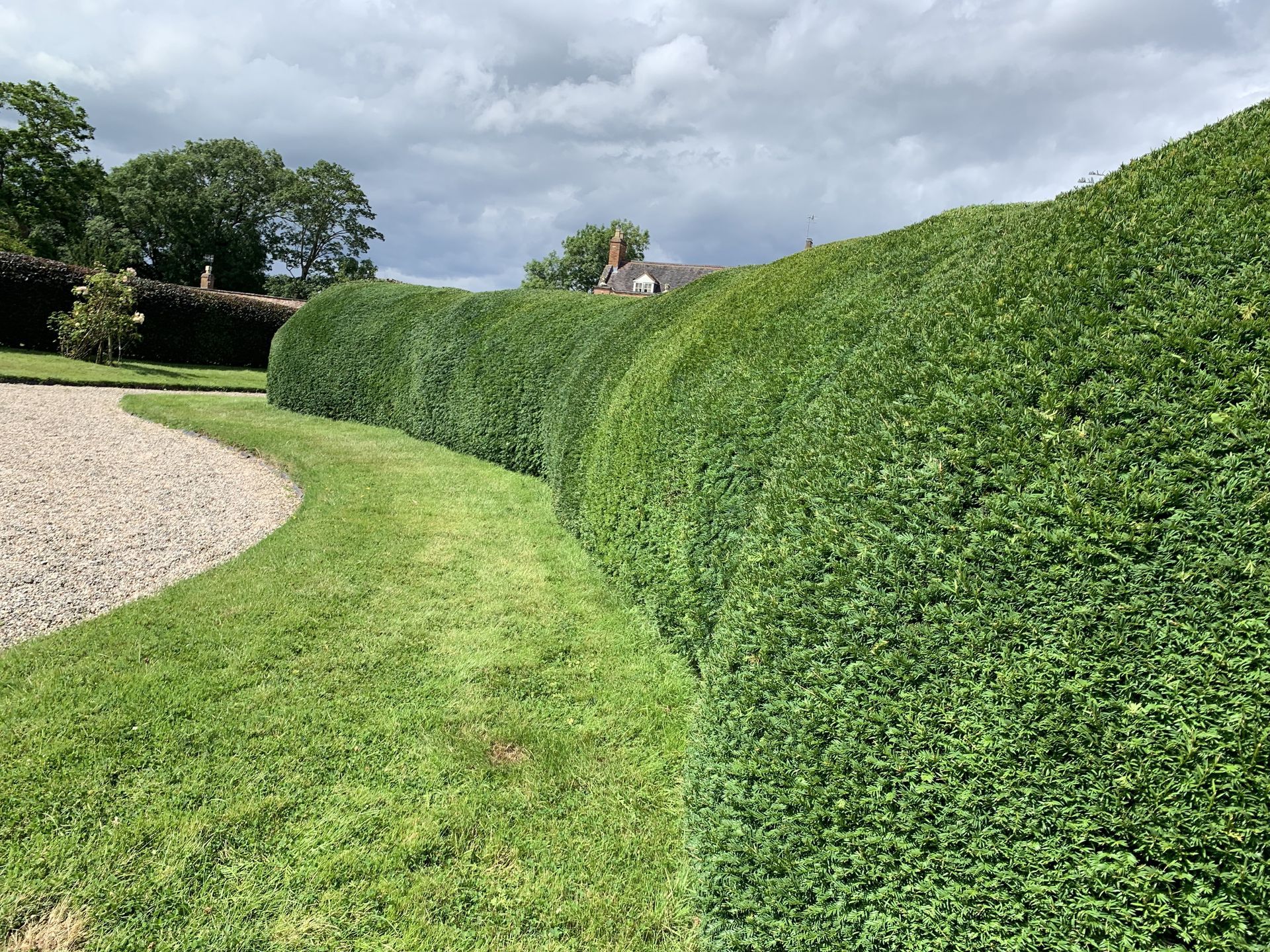 A lush green hedge along a gravel road with a house in the background.