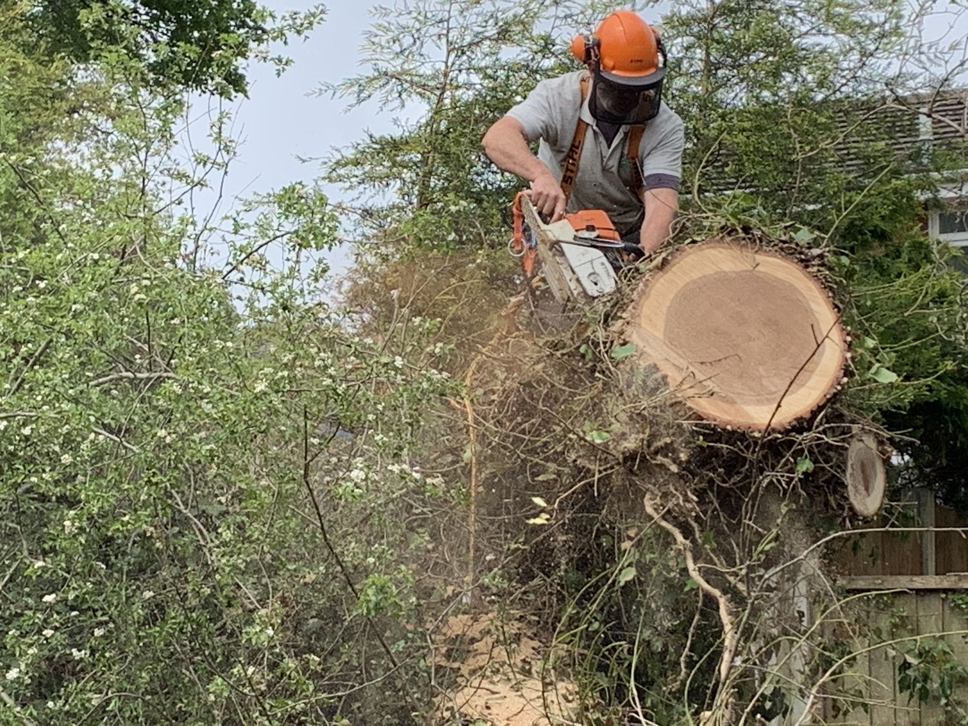 A man is cutting down a tree with a chainsaw.