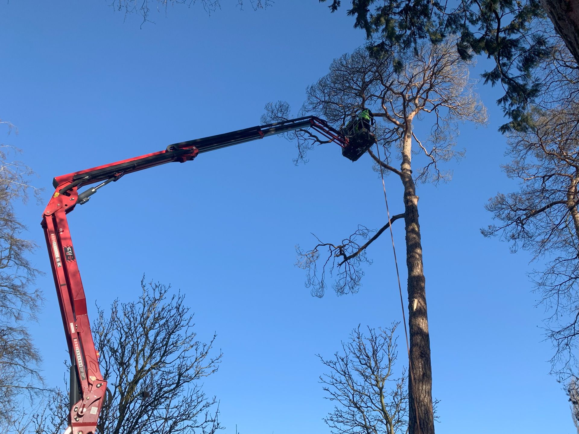 Tree Removal