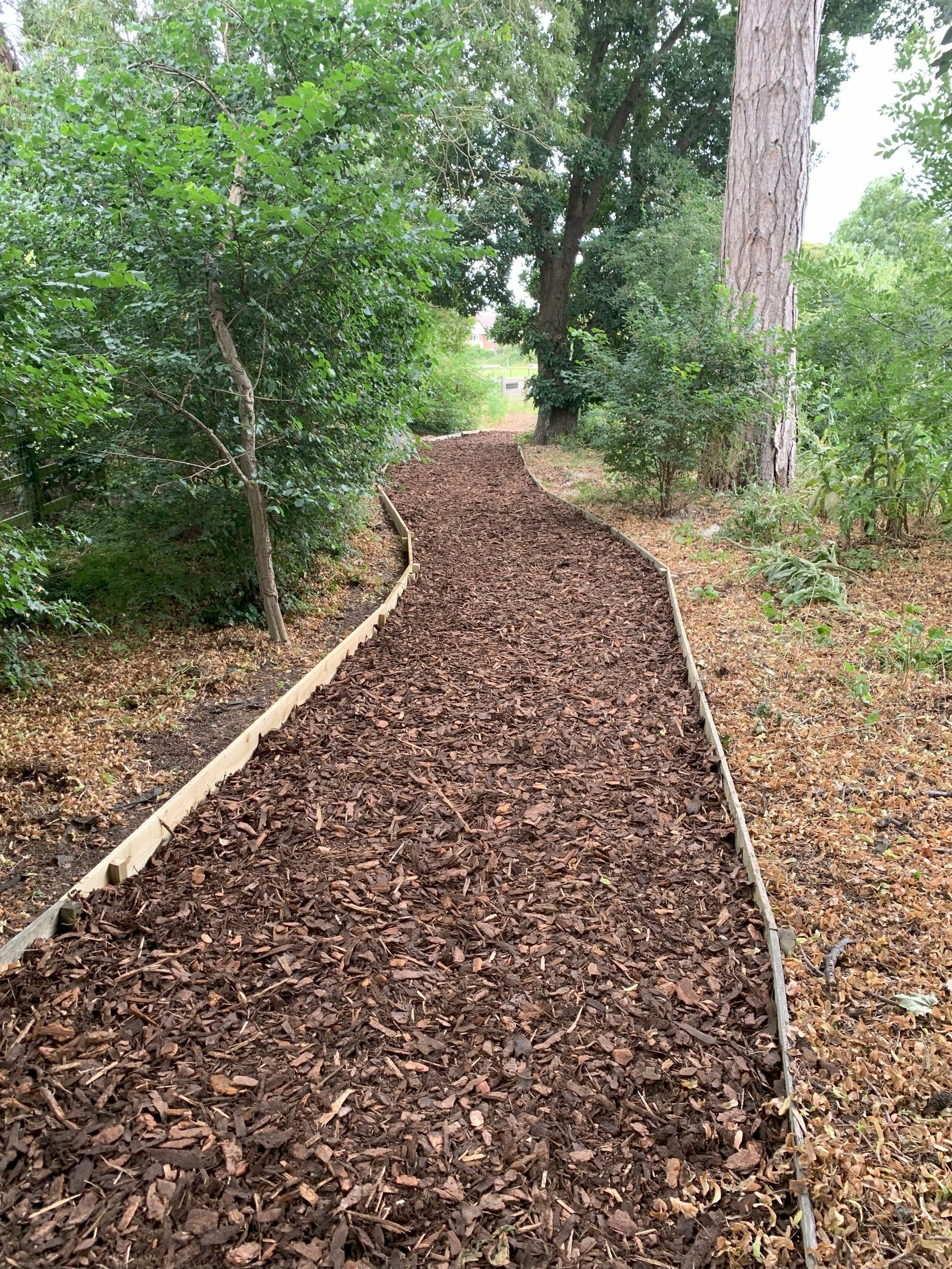 A path covered in wood chips in the middle of a forest.