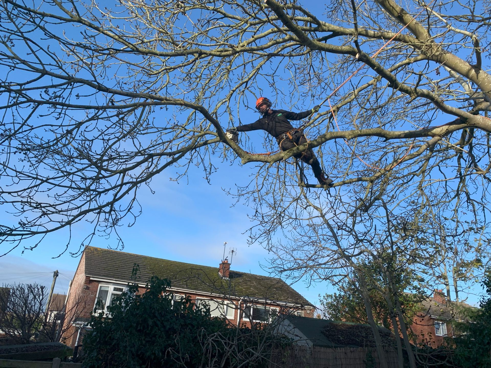 Expert Commercial Tree Pruning & Care