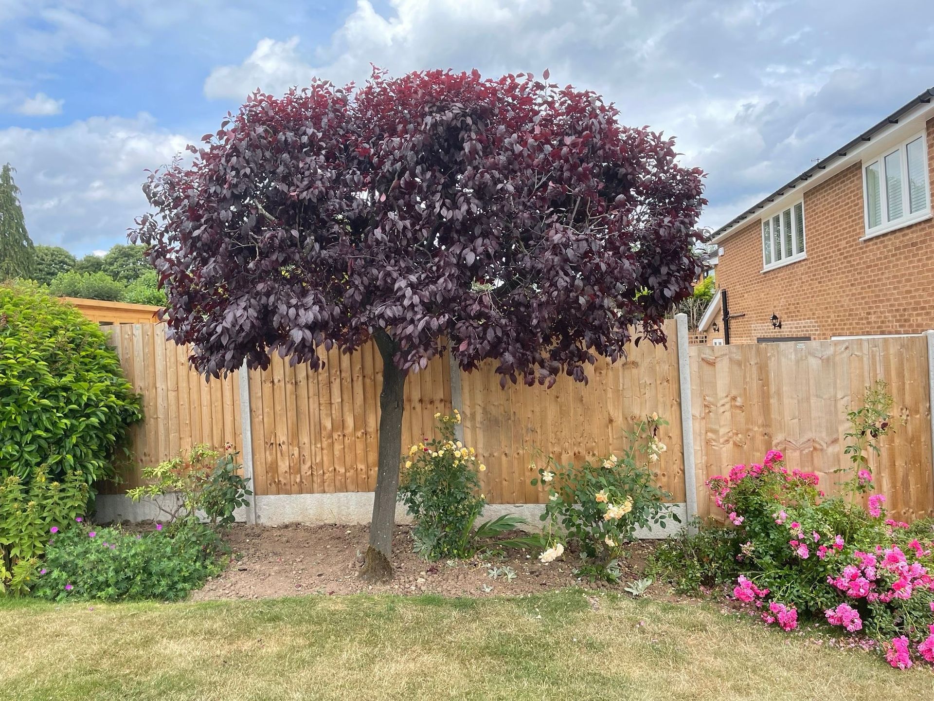 A tree in a backyard next to a wooden fence.