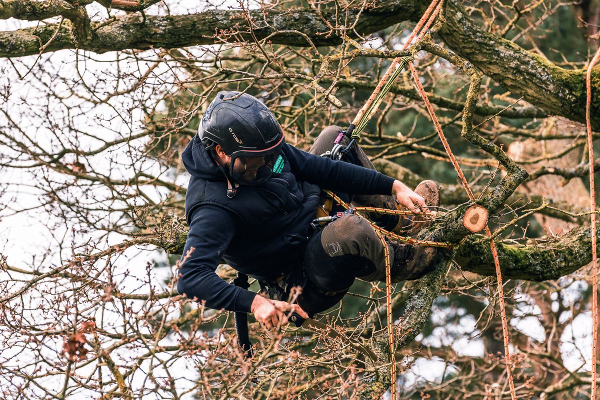 Expert Commercial Tree Pruning & Care