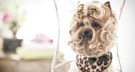 Dog grooming