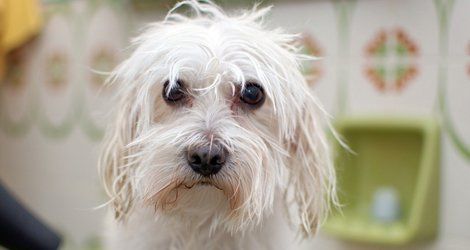 Dog grooming