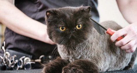 Cat grooming