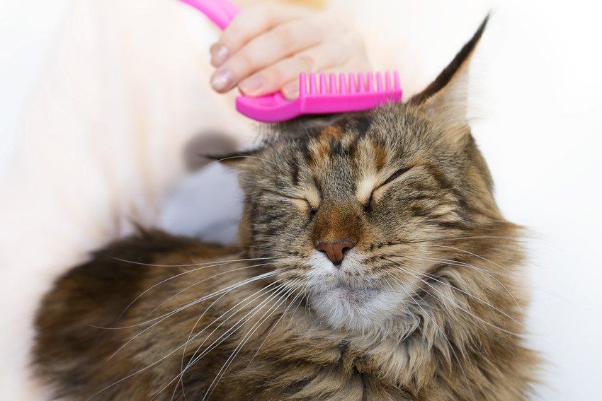 Cat grooming