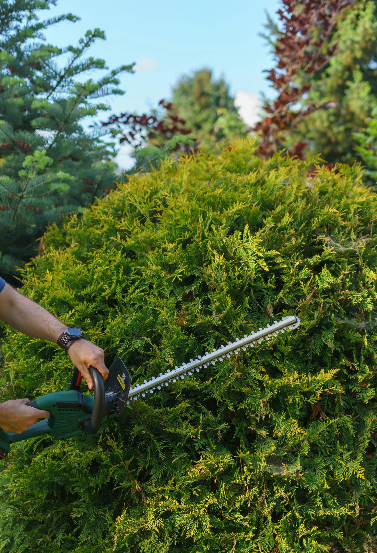 A man is standing on a ladder looking up at a tree branch.