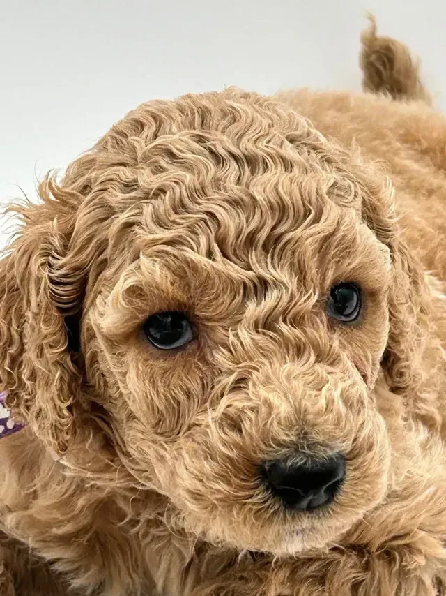 A brown poodle puppy is laying down and looking at the camera.