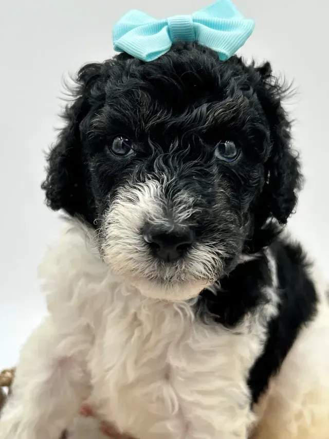 A black and white puppy with a blue bow on its head.