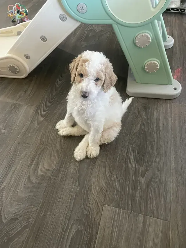 A white and brown puppy is sitting on a wooden floor next to a slide.
