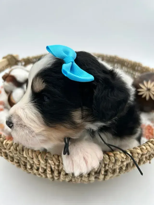 A black and white puppy with a blue bow on its head is laying in a basket.