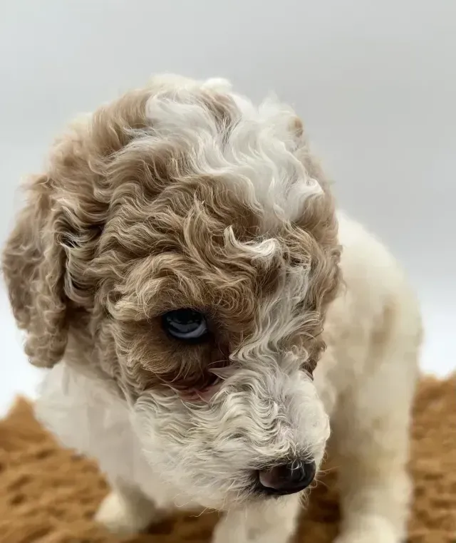 A brown and white poodle puppy is sitting on a brown blanket.