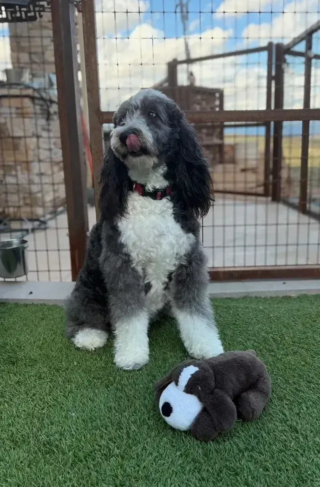 A small black and brown dog wearing a bandana with a bone on it.