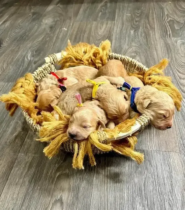 A group of puppies are sleeping in a basket on the floor.