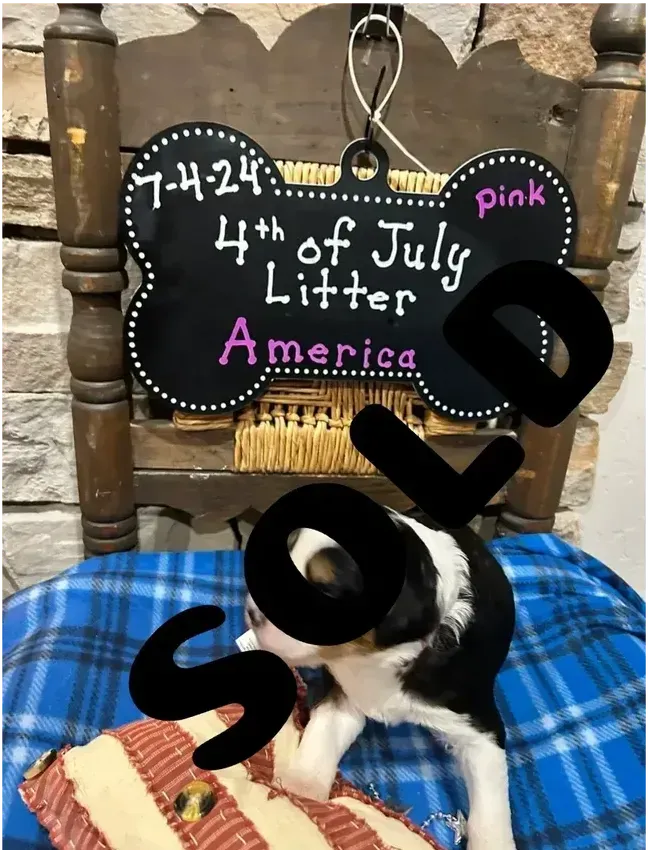 A puppy is sitting in a chair with a sign that says 4th of july litter america