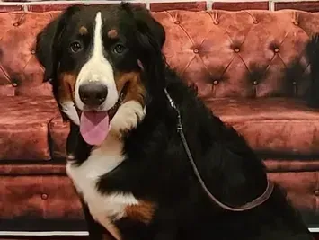 A large brown and white dog is sitting on a red couch.