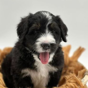 Bernedoodle puppy on Doodling Pups, LLC