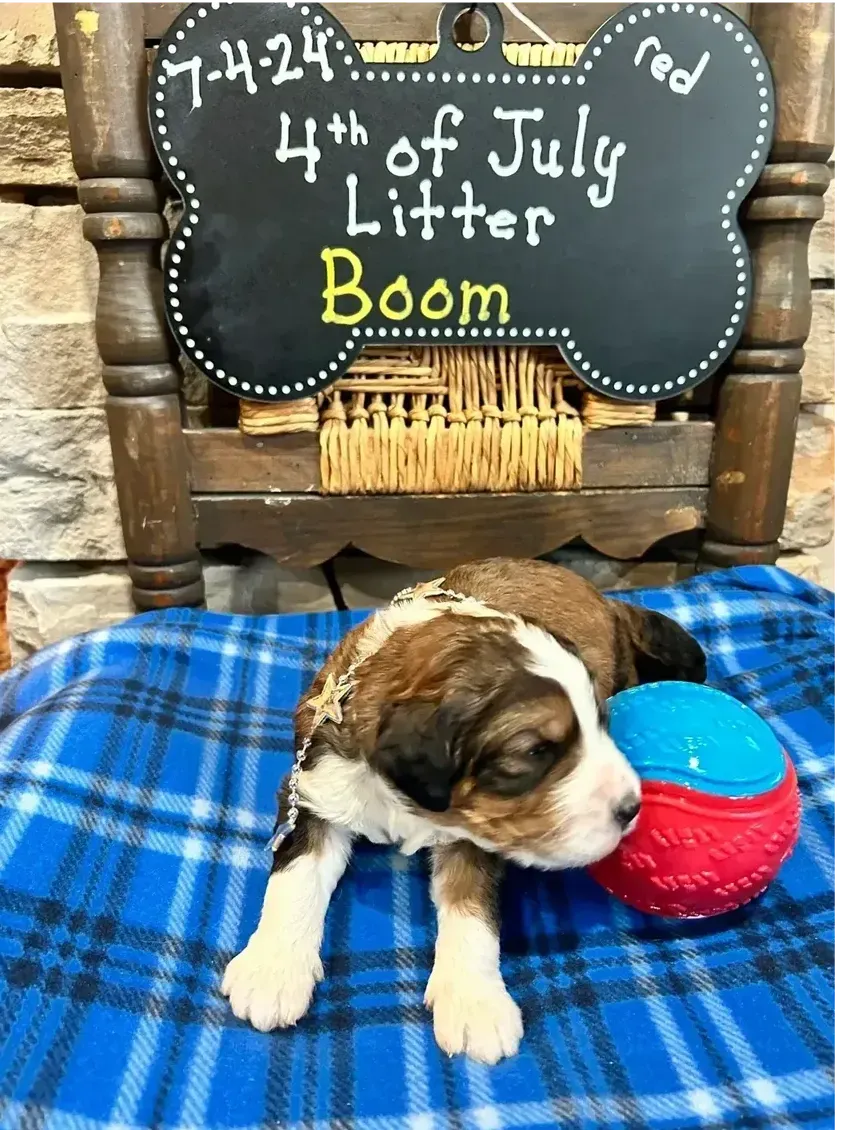 A puppy is laying on a blanket next to a sign that says 4th of july litter boom