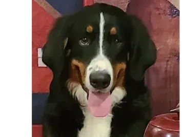A black and white dog with a pink tongue is sitting in front of a british flag.