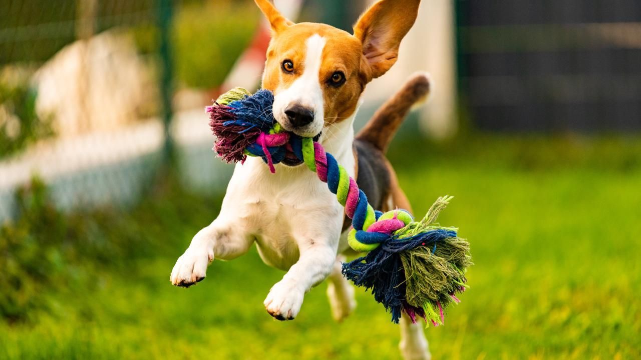 Safe dog toys
