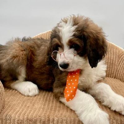 A brown and white puppy wearing glasses and an orange tie is laying on a couch.