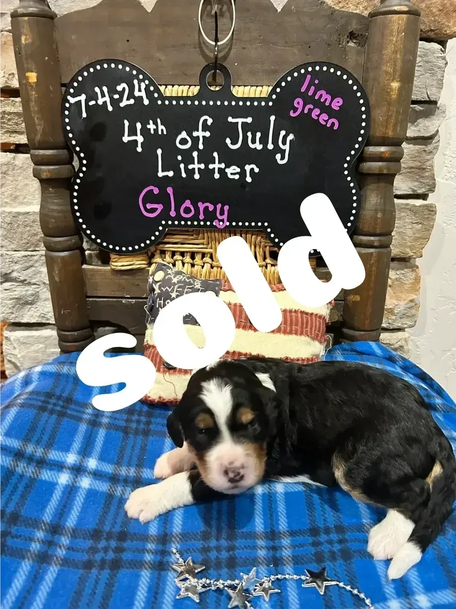 A puppy is laying on a blanket next to a sold sign