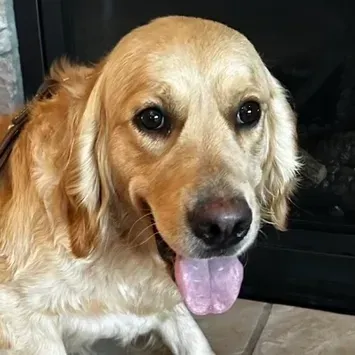 A close up of a dog with its tongue out.