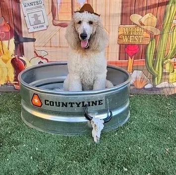 A poodle wearing a cowboy hat is sitting in a metal tub.