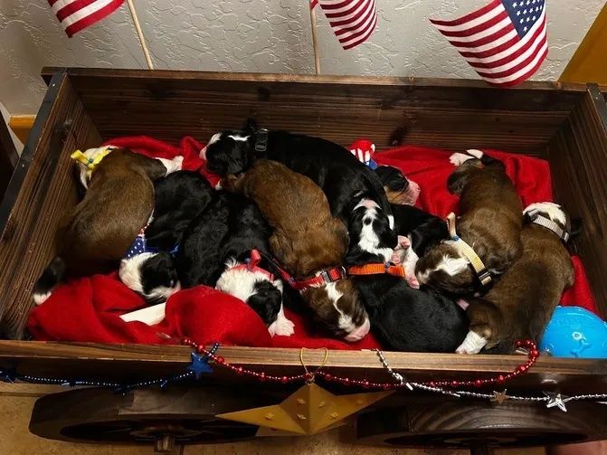 A bunch of puppies are laying in a wooden box.