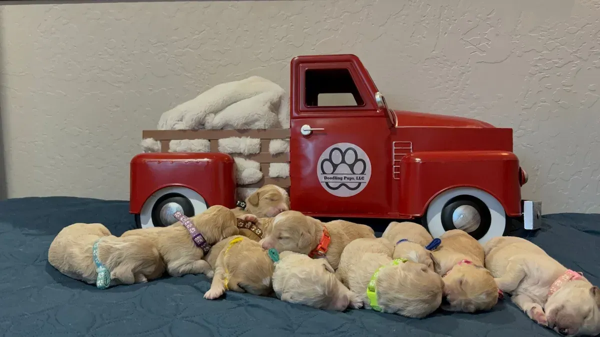 A group of puppies are sleeping next to a toy truck.