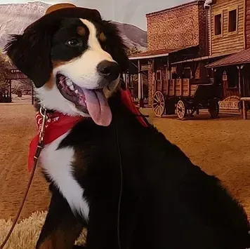 A black and white dog wearing a cowboy hat
