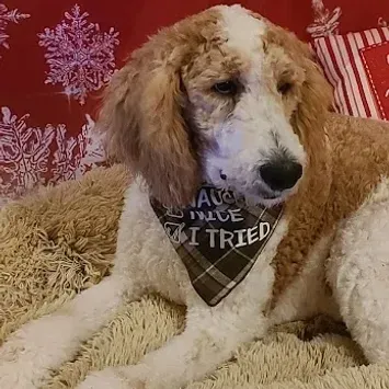 A brown and white poodle wearing a bandana is laying on a blanket.